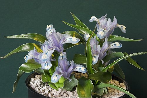 Iris willmottiana